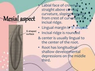 Mesial aspect
• Labial face of crown is
straight above cervical
curvature, sloping lingually
from crest of curvature to
incisal ridge.
• Lingual margin is ‘S’ shaped.
• Incisal ridge is rounded
& center is usually lingual to
the center of the root.
• Root has longitudinal
shallow developmental
depressions on the middle
third.
S shaped
surface
 