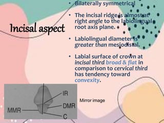 Incisal aspect
• Bilaterally symmetrical
• The incisal ridge is almost at
right angle to the labiolingual
root axis plane.
• Labiolingual diameter is
greater than mesiodistal.
• Labial surface of crown at
incisal third broad & flat in
comparison to cervical third
has tendency toward
convexity.
Mirror image
 