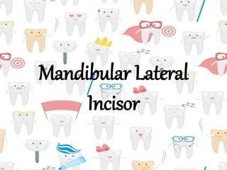 Mandibular Lateral
Incisor
 