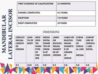 FIRST EVIDENCE OF CALCIFICATION 3-4 MONTHS
ENAMEL COMPLETED 4-5 YEARS
ERUPTION 7-8 YEARS
ROOT COMPLETED 10 YEARS
DIMENSIONS
CERVICO
INCISAL
LENGTH
OF
CROWN
LENG
TH OF
ROOT
MESI
ODIS
TAL
DIAM
ETER
OF
CRO
WN
MESIO
DISTAL
DIAME
TER OF
CROW
N AT
CERVIX
LABIO
OR
BUCCOLI
NGUAL
DIAMET
ER OF
CROWN
LABIO OR
BUCCOLI
NGUAL
DIAMETE
R OF
CROWN
AT
CERVIX
CURVA
TURE
OF
CERVIC
AL LINE
-
MESIAL
CURVAT
URE OF
CERVICA
L LINE -
DISTAL
9.5 14.0 5.5 4.0 6.5 5.8 3.0 2.0
 