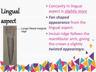 Lingual
aspect
• Concavity in lingual
aspect is slightly more
• Fan shaped
appearance from the
lingual aspect.
• Incisal ridge follows the
mandibular arch, giving
the crown a slightly
twisted appearance.
Longer Mesial marginal
ridge
 