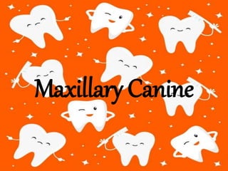 Maxillary Canine
 