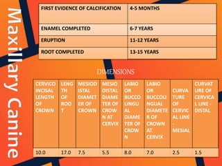 FIRST EVIDENCE OF CALCIFICATION 4-5 MONTHS
ENAMEL COMPLETED 6-7 YEARS
ERUPTION 11-12 YEARS
ROOT COMPLETED 13-15 YEARS
DIMENSIONS
CERVICO
INCISAL
LENGTH
OF
CROWN
LENG
TH
OF
ROO
T
MESIOD
ISTAL
DIAMET
ER OF
CROWN
MESIO
DISTAL
DIAME
TER OF
CROW
N AT
CERVIX
LABIO
OR
BUCCO
LINGU
AL
DIAME
TER OF
CROW
N
LABIO
OR
BUCCOLI
NGUAL
DIAMETE
R OF
CROWN
AT
CERVIX
CURVA
TURE
OF
CERVIC
AL LINE
-
MESIAL
CURVAT
URE OF
CERVICA
L LINE -
DISTAL
10.0 17.0 7.5 5.5 8.0 7.0 2.5 1.5
 