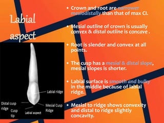 Labial
aspect
• Crown and root are narrower
mesiodistally than that of max CI.
• Mesial outline of crown is usually
convex & distal outline is concave .
• Root is slender and convex at all
points.
• The cusp has a mesial & distal slope,
mesial slopes is shorter.
• Labial surface is smooth and bulky
in the middle because of labial
ridge.
• Mesial to ridge shows convexity
and distal to ridge slightly
concavity.
 