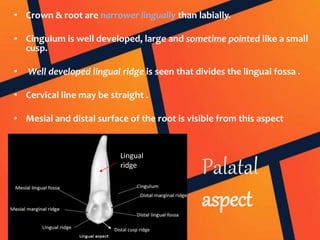 Palatal
aspect
• Crown & root are narrower lingually than labially.
• Cingulum is well developed, large and sometime pointed like a small
cusp.
• Well developed lingual ridge is seen that divides the lingual fossa .
• Cervical line may be straight .
• Mesial and distal surface of the root is visible from this aspect
Distal cusp ridge
Lingual
ridge
 