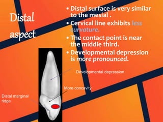 Distal
aspect
•Distal surface is very similar
to the mesial .
•Cervical line exhibits less
curvature.
•The contact point is near
the middle third.
•Developmental depression
is more pronounced.
Distal marginal
ridge
Developmental depression
More concavity
 