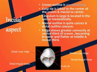 Incisal
aspect
• Crown outline is asymmetrical.
• Cusp tip is labial to the center of
the crown & mesial to center.
• Cingulum is large & located in the
center mesiodistally.
• Mesial outline is quite convex &
distal outline concave.
• Ridge shows greater convexity at
cerival third of crown , becoming
broader and flatter at middle &
incisal third.
Cusp tip
Mesial cusp ridge
Distal cusp ridge
Distal lingual fossa
Mesial lingual fossa
 