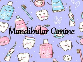 Mandibular Canine
 