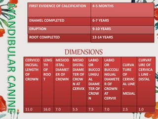 FIRST EVIDENCE OF CALCIFICATION 4-5 MONTHS
ENAMEL COMPLETED 6-7 YEARS
ERUPTION 9-10 YEARS
ROOT COMPLETED 12-14 YEARS
DIMENSIONS
CERVICO
INCISAL
LENGTH
OF
CROWN
LENG
TH
OF
ROO
T
MESIOD
ISTAL
DIAMET
ER OF
CROWN
MESIO
DISTAL
DIAME
TER OF
CROW
N AT
CERVIX
LABIO
OR
BUCCO
LINGU
AL
DIAME
TER OF
CROW
N
LABIO
OR
BUCCOLI
NGUAL
DIAMETE
R OF
CROWN
AT
CERVIX
CURVA
TURE
OF
CERVIC
AL LINE
-
MESIAL
CURVAT
URE OF
CERVICA
L LINE -
DISTAL
11.0 16.0 7.0 5.5 7.5 7.0 2.5 1.0
 