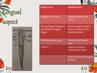 Lingual
aspect
Maxillarycanine Mandibular canine
Cingulum in centre Slightly distal to the
centre
Strong lingual ridge and
poor distal marginal
ridges
Distal marginal ridge is
more prominent and
smooth surface
Well developed cusp Not well developed
cusp
*Same* Lingual surface is
smooth and flatter
- Root is narrow of lingual
portion
 