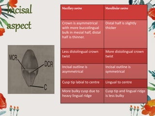 Incisal
aspect
Maxillarycanine Mandibular canine
Crown is asymmetrical
with more buccolingual
bulk in mesial half, distal
half is thinner.
Distal half is slightly
thicker
Less distolingual crown
twist
More distolingual crown
twist
Incisal outline is
asymmetrical
Incisal outline is
symmetrical
Cusp tip labial to centre Lingual to centre
More bulky cusp due to
heavy lingual ridge
Cusp tip and lingual ridge
is less bulky
 