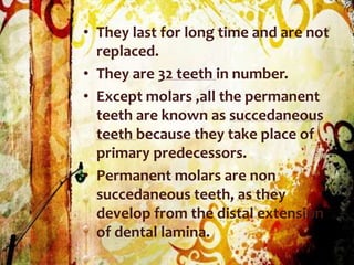 • They last for long time and are not
replaced.
• They are 32 teeth in number.
• Except molars ,all the permanent
teeth are known as succedaneous
teeth because they take place of
primary predecessors.
• Permanent molars are non
succedaneous teeth, as they
develop from the distal extension
of dental lamina.
 