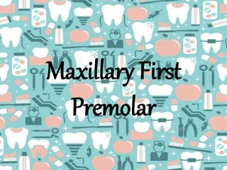 Maxillary First
Premolar
 