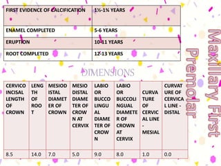 FIRST EVIDENCE OF CALCIFICATION 1½-1¾ YEARS
ENAMEL COMPLETED 5-6 YEARS
ERUPTION 10-11 YEARS
ROOT COMPLETED 12-13 YEARS
DIMENSIONS
CERVICO
INCISAL
LENGTH
OF
CROWN
LENG
TH
OF
ROO
T
MESIOD
ISTAL
DIAMET
ER OF
CROWN
MESIO
DISTAL
DIAME
TER OF
CROW
N AT
CERVIX
LABIO
OR
BUCCO
LINGU
AL
DIAME
TER OF
CROW
N
LABIO
OR
BUCCOLI
NGUAL
DIAMETE
R OF
CROWN
AT
CERVIX
CURVA
TURE
OF
CERVIC
AL LINE
-
MESIAL
CURVAT
URE OF
CERVICA
L LINE -
DISTAL
8.5 14.0 7.0 5.0 9.0 8.0 1.0 0.0
 
