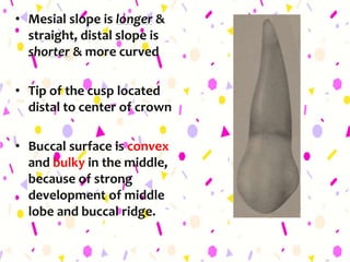 • Mesial slope is longer &
straight, distal slope is
shorter & more curved
• Tip of the cusp located
distal to center of crown
• Buccal surface is convex
and bulky in the middle,
because of strong
development of middle
lobe and buccal ridge.
 