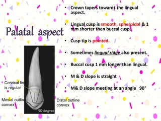 Palatal aspect
• Crown tapers towards the lingual
aspect.
• Lingual cusp is smooth, spheroidal & 1
mm shorter then buccal cusp.
• Cusp tip is pointed.
• Sometimes lingual ridge also present.
• Buccal cusp 1 mm longer than lingual.
• M & D slope is straight
• M& D slope meeting at an angle 90°
Distal outline
convex
Mesial outline
convex
Cervical line
is regular
 