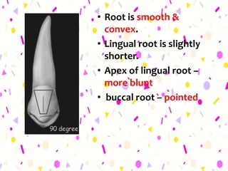 • Root is smooth &
convex.
• Lingual root is slightly
shorter.
• Apex of lingual root –
more blunt
• buccal root – pointed
 