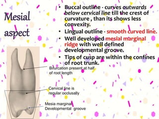 Mesial
aspect
• Buccal outline - curves outwards
below cervical line till the crest of
curvature , than its shows less
convexity.
• Lingual outline - smooth curved line.
• Well developed mesial marginal
ridge with well defined
developmental groove.
• Tips of cusp are within the confines
of root trunk.
Bifurcation present at half
of root length
Cervical line is
regular occlusally
Mesia marginal
Developmental groove
 