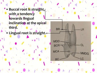 •Buccal root is straight,
with a tendency
towards lingual
inclination at the apical
third.
•Lingual root is straight.
 