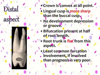 Distal
aspect
•Crown is convex at all point.
•Lingual cusp is more sharp
than the buccal cusp.
• No development depression
or groove.
•Bifurcation present at half
of root length.
•Root trunk is flat from this
aspect.
•Least common furcation
involvement, if involved
than prognosis is very poor.
 