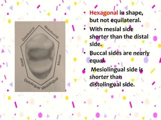 • Hexagonal in shape,
but not equilateral.
• With mesial side
shorter than the distal
side.
• Buccal sides are nearly
equal.
• Mesiolingual side is
shorter than
distolingual side.
 