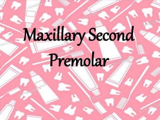 Maxillary Second
Premolar
 