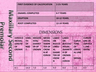 FIRST EVIDENCE OF CALCIFICATION 2-2¼ YEARS
ENAMEL COMPLETED 6-7 YEARS
ERUPTION 10-12 YEARS
ROOT COMPLETED 12-14 YEARS
DIMENSIONS
CERVICO
INCISAL
LENGTH
OF
CROWN
LENG
TH
OF
ROO
T
MESIOD
ISTAL
DIAMET
ER OF
CROWN
MESIO
DISTAL
DIAME
TER OF
CROW
N AT
CERVIX
LABIO
OR
BUCCO
LINGU
AL
DIAME
TER OF
CROW
N
LABIO
OR
BUCCOLI
NGUAL
DIAMETE
R OF
CROWN
AT
CERVIX
CURVA
TURE
OF
CERVIC
AL LINE
-
MESIAL
CURVAT
URE OF
CERVICA
L LINE -
DISTAL
8.5 14.0 7.0 5.0 9.0 8.0 1.0 0.0
 