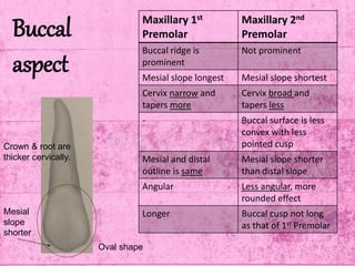 Buccal
aspect
Maxillary 1st
Premolar
Maxillary 2nd
Premolar
Buccal ridge is
prominent
Not prominent
Mesial slope longest Mesial slope shortest
Cervix narrow and
tapers more
Cervix broad and
tapers less
- Buccal surface is less
convex with less
pointed cusp
Mesial and distal
outline is same
Mesial slope shorter
than distal slope
Angular Less angular, more
rounded effect
Longer Buccal cusp not long
as that of 1st Premolar
Crown & root are
thicker cervically.
Mesial
slope
shorter
Oval shape
 