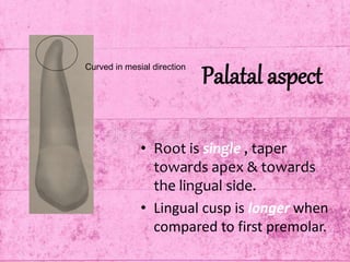 Palatal aspect
• Root is single , taper
towards apex & towards
the lingual side.
• Lingual cusp is longer when
compared to first premolar.
Curved in mesial direction
 