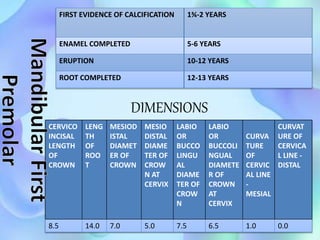 FIRST EVIDENCE OF CALCIFICATION 1¾-2 YEARS
ENAMEL COMPLETED 5-6 YEARS
ERUPTION 10-12 YEARS
ROOT COMPLETED 12-13 YEARS
DIMENSIONS
CERVICO
INCISAL
LENGTH
OF
CROWN
LENG
TH
OF
ROO
T
MESIOD
ISTAL
DIAMET
ER OF
CROWN
MESIO
DISTAL
DIAME
TER OF
CROW
N AT
CERVIX
LABIO
OR
BUCCO
LINGU
AL
DIAME
TER OF
CROW
N
LABIO
OR
BUCCOLI
NGUAL
DIAMETE
R OF
CROWN
AT
CERVIX
CURVA
TURE
OF
CERVIC
AL LINE
-
MESIAL
CURVAT
URE OF
CERVICA
L LINE -
DISTAL
8.5 14.0 7.0 5.0 7.5 6.5 1.0 0.0
 