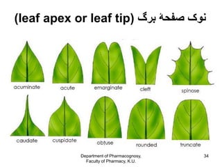 Introduction to morphology of Plants | PDF