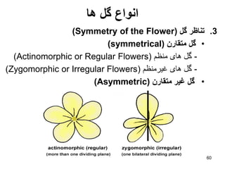 Introduction to morphology of Plants | PDF