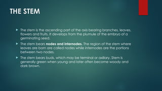 THE STEM
 The stem is the ascending part of the axis bearing branches, leaves,
flowers and fruits. It develops from the plumule of the embryo of a
germinating seed.
 The stem bears nodes and internodes. The region of the stem where
leaves are born are called nodes while internodes are the portions
between two nodes.
 The stem bears buds, which may be terminal or axillary. Stem is
generally green when young and later often become woody and
dark brown.
 