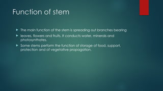 Function of stem
 The main function of the stem is spreading out branches bearing
 leaves, flowers and fruits. It conducts water, minerals and
photosynthates.
 Some stems perform the function of storage of food, support,
protection and of vegetative propagation.
 
