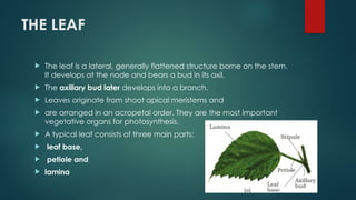 THE LEAF
 The leaf is a lateral, generally flattened structure borne on the stem.
It develops at the node and bears a bud in its axil.
 The axillary bud later develops into a branch.
 Leaves originate from shoot apical meristems and
 are arranged in an acropetal order. They are the most important
vegetative organs for photosynthesis.
 A typical leaf consists of three main parts:
 leaf base,
 petiole and
 lamina
 