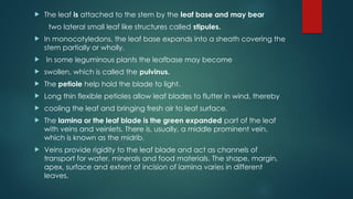  The leaf is attached to the stem by the leaf base and may bear
two lateral small leaf like structures called stipules.
 In monocotyledons, the leaf base expands into a sheath covering the
stem partially or wholly.
 In some leguminous plants the leafbase may become
 swollen, which is called the pulvinus.
 The petiole help hold the blade to light.
 Long thin flexible petioles allow leaf blades to flutter in wind, thereby
 cooling the leaf and bringing fresh air to leaf surface.
 The lamina or the leaf blade is the green expanded part of the leaf
with veins and veinlets. There is, usually, a middle prominent vein,
which is known as the midrib.
 Veins provide rigidity to the leaf blade and act as channels of
transport for water, minerals and food materials. The shape, margin,
apex, surface and extent of incision of lamina varies in different
leaves.
 