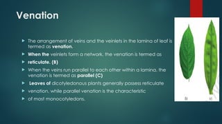 Venation
 The arrangement of veins and the veinlets in the lamina of leaf is
termed as venation.
 When the veinlets form a network, the venation is termed as
 reticulate. (B)
 When the veins run parallel to each other within a lamina, the
venation is termed as parallel (C)
 Leaves of dicotyledonous plants generally possess reticulate
 venation, while parallel venation is the characteristic
 of most monocotyledons.
 