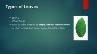 Types of Leaves
 SIMPLE
 COMPOUND
 SIMPLE : A leaf is said to be simple, when its lamina is entire
 or when incised, the incisions do not touch the midrib.
 