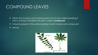 COMPOUND LEAVES
 When the incisions of the lamina reach up to the midrib breaking it
into a number of leaflets,the leaf is called compound
 A bud is present in the axil of petiole in both simple and compound
 leaves,
 