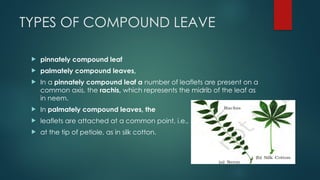 TYPES OF COMPOUND LEAVE
 pinnately compound leaf
 palmately compound leaves,
 In a pinnately compound leaf a number of leaflets are present on a
common axis, the rachis, which represents the midrib of the leaf as
in neem.
 In palmately compound leaves, the
 leaflets are attached at a common point, i.e.,
 at the tip of petiole, as in silk cotton.
 
