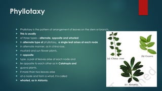 Phyllotaxy
 Phyllotaxy is the pattern of arrangement of leaves on the stem or branch.
 This is usually
 of three types – alternate, opposite and whorled
 In alternate type of phyllotaxy, a single leaf arises at each node
 in alternate manner, as in china rose,
 mustard and sun flower plants.
 In opposite
 type, a pair of leaves arise at each node and
 lie opposite to each other as in Calotropis and
 guava plants.
 If more than two leaves arise
 at a node and form a whorl, it is called
 whorled, as in Alstonia.
 