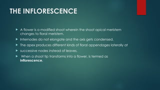 THE INFLORESCENCE
 A flower is a modified shoot wherein the shoot apical meristem
changes to floral meristem.
 Internodes do not elongate and the axis gets condensed.
 The apex produces different kinds of floral appendages laterally at
 successive nodes instead of leaves.
 When a shoot tip transforms into a flower, is termed as
inflorescence.
 