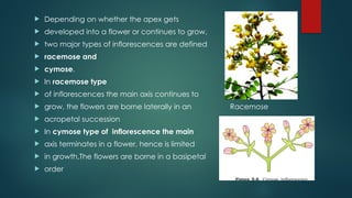  Depending on whether the apex gets
 developed into a flower or continues to grow,
 two major types of inflorescences are defined
 racemose and
 cymose.
 In racemose type
 of inflorescences the main axis continues to
 grow, the flowers are borne laterally in an Racemose
 acropetal succession
 In cymose type of inflorescence the main
 axis terminates in a flower, hence is limited
 in growth.The flowers are borne in a basipetal
 order
 