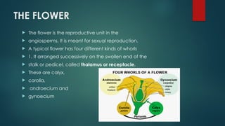 THE FLOWER
 The flower is the reproductive unit in the
 angiosperms. It is meant for sexual reproduction.
 A typical flower has four different kinds of whorls
 1. It arranged successively on the swollen end of the
 stalk or pedicel, called thalamus or receptacle.
 These are calyx,
 corolla,
 androecium and
 gynoecium
 