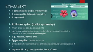 SYMMETRY
 1. actinomorphic (radial symmetry) or
 2. zygomorphic (bilateral symmetry).
 3. asymmetric
 Actinomorphic (radial symmetry)
 When a flower can be divided into
 two equal radial halves in any radial plane passing through the
centre, it is said to be actinomorphic,
 e.g., mustard, datura, chilli.
 Zygomorphic : When it can be
 divided into two similar halves only in one particular vertical plane, it
is
 zygomorphic, e.g., pea, gulmohur, bean, Cassia.
 