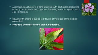  A pentamerous flower is a floral structure with parts arranged in sets
of five (or multiples of five), typically featuring 5 sepals, 5 petals, and
5 or 10 stamens
 Flowers with bracts-reduced leaf found at the base of the pedicel-
are called
 bracteate and those without bracts, ebracteate.
 