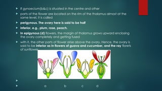  If gynoecium(b&c) is situated in the centre and other
 parts of the flower are located on the rim of the thalamus almost at the
same level, it is called
 perigynous. The ovary here is said to be half
 inferior, e.g., plum, rose, peach.
 In epigynous (d) flowers, the margin of thalamus grows upward enclosing
the ovary completely and getting fused
 with it, the other parts of flower arise above the ovary. Hence, the ovary is
said to be inferior as in flowers of guava and cucumber, and the ray florets
of sunflower.

 a b c d
 