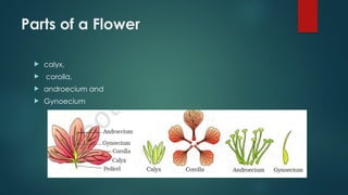 Parts of a Flower
 calyx,
 corolla,
 androecium and
 Gynoecium
 