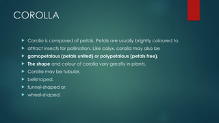 COROLLA
 Corolla is composed of petals. Petals are usually brightly coloured to
 attract insects for pollination. Like calyx, corolla may also be
 gamopetalous (petals united) or polypetalous (petals free).
 The shape and colour of corolla vary greatly in plants.
 Corolla may be tubular,
 bellshaped,
 funnel-shaped or
 wheel-shaped.
 