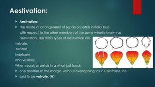 Aestivation:
 Aestivation:
 The mode of arrangement of sepals or petals in floral bud
with respect to the other members of the same whorl is known as
aestivation. The main types of aestivation are
valvate,
twisted,
Imbricate
and vexillary.
When sepals or petals in a whorl just touch
 one another at the margin, without overlapping, as in Calotropis, it is
 said to be valvate. (A)
 